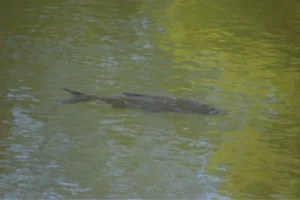 carp near surface